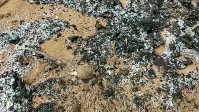 Sri Lanka’daki çevre felaketi büyüyor